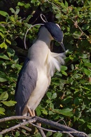 R5 37447
