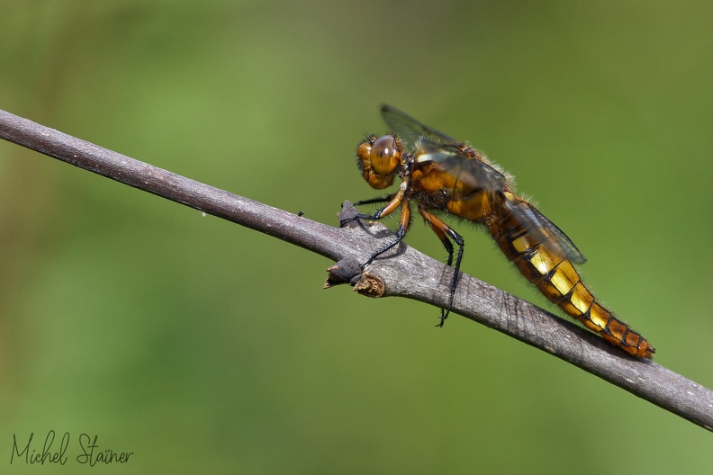 5D4 6475 - 5D4_6475.jpg 5D4_6475.jpg