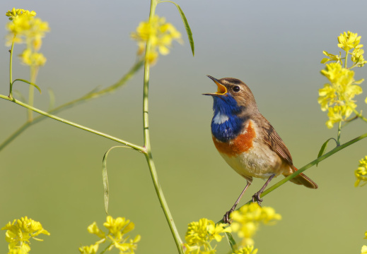 Baie de l'Aiguillon 2025